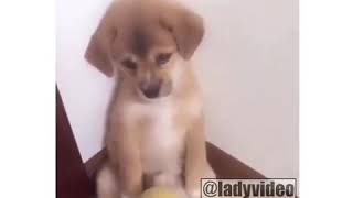 Ругают щенка