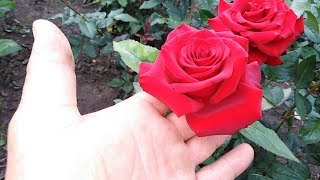 Роза Чёрная Магия (Black Magic). rozapochtoi.ru