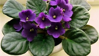 СЕНПОЛИИ. УЗАМБАРСКИЕ ФИАЛКИ. Выращивание и уход в домашних условиях