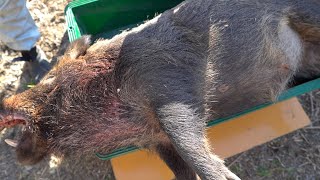 【閲覧注意】狩猟　猟犬とゆく猪猟　 Part177　また巨大猪