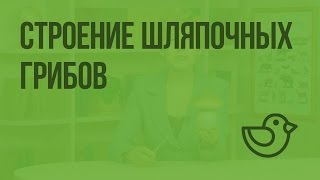 Строение шляпочных грибов. Видеоурок по окружающему миру  1 класс