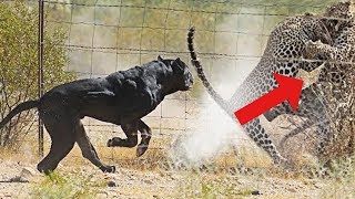 Top 7 Perros Que Te Pueden Salvar La Vida