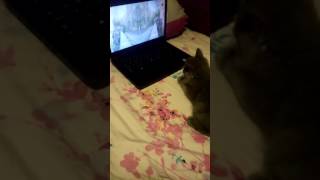 My olly loves to watch movies