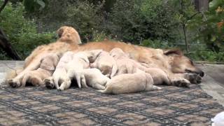 Golden retriever puppies - 15days old/щенки ретривера - 15 дней