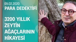 Cem Seymen, 3 bin 200 yıllık zeytin ağaçlarının hikayesini anlattı - Para Dedektifi 09.02.2020 Pazar