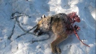 Волки растерзали собаку / Wolves kiling a dog