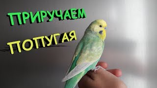 ? Как приручить волнистого попугая