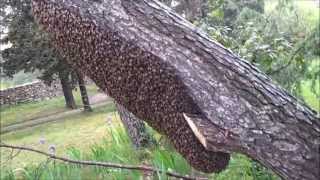 Magnifique Essaim d'Abeille