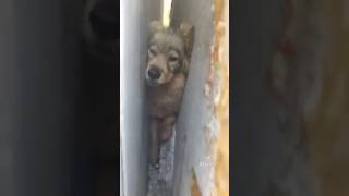 Щенок застрял между гаражами, Омск