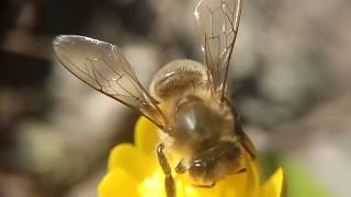 BEE SLOW MOTION & ZOOM 10X MACRO (Пчела макросъемка и слоу моушн)