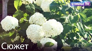 Горско-еврейские женщины встречают месяц Элул