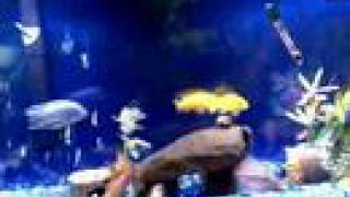 55 gallon fish tank koi goldfish cichlids