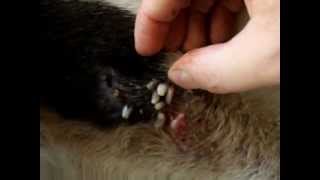 Spotty, Mangoworms, massive