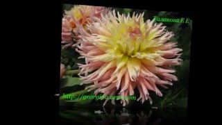 лесная сказка