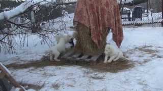 Щенки алабай