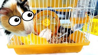 Новая КЛЕТКА ХОМЯКА КУКИ. Домик для хомяка, какой выбрать? Кролик Баффи и КО.