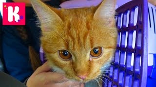 Кошечка Мурка и Катя едут в Котокафе на кошачью вечеринку / Много кошек / котята играют с детками