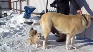 щенки алабая с мамой в 36 дней