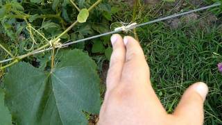How to Train Grape Vines