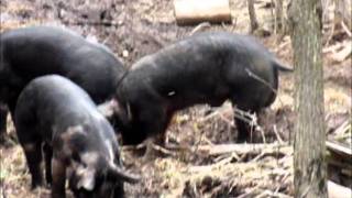 Wild Boar Hunt With Ranger 45 Air Rifle and 430 Grain Hollow Point