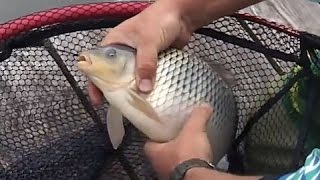 С Фидером за Карпом. Совместная Ловля с Одной Точки.Подмосковье