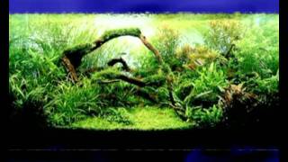 Aquascaping.kiev.ua HOMO AQUARIUS №10