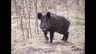 Prase divoké (Sus scrofa)