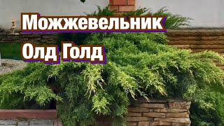 Можжевельник Олд Голд. Уход за можжевельником.