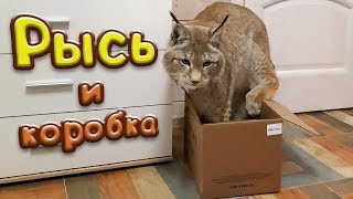 РЫСЬ ТОЖЕ ЛЮБИТ КОРОБКИ