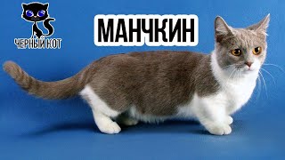 Коротколапый манчкин - кошка такса / Интересные факты о кошках