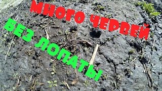 КАК НАКОПАТЬ ЧЕРВЕЙ БЕЗ ЛОПАТЫ | МАРГАНЦОВКА