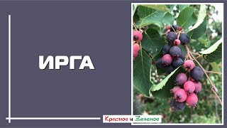 ИРГА. Знакомая незнакомка