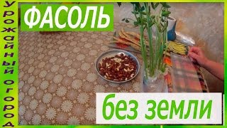 РАССАДА ФАСОЛИ БЕЗ ЗЕМЛИ!