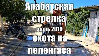 Арабатская стрелка | июль 2019 | охота на пеленгаса