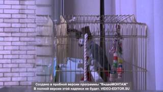 Жако попугай Павлик говорит все, чему его научили)