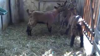 Выращивание козлят в молочный период