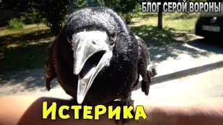Ручной грач Карлуша - не хочет гулять