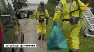 В Дании уничтожат 17 миллионов норок из-за коронавируса