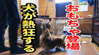 犬が熱狂するおもちゃで遊びます！