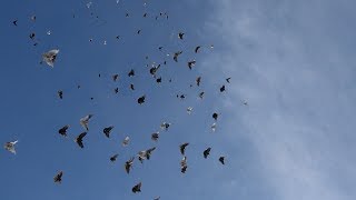 Полет Николаевских голубей 16.01.2019