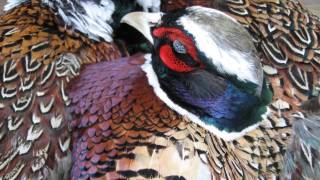 Indiana Pheasant Hunt