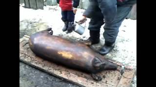 Забой поросенка