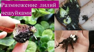 Размножение лилий чешуйками. Из одной луковицы - 10 новых. Самый простой способ.
