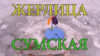 Жерлица Сумская