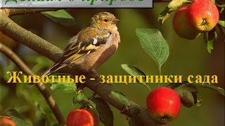 Детям о насекомых ✿ Полезные насекомые в саду