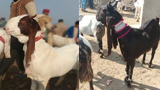 Kumb bakra Mandi special for kamori patari gulabi goats big goats