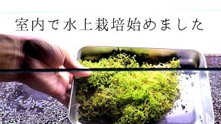 【水中葉の水草を水上栽培で爆殖させたい】Incre underwater leaf aquatic plants by hydroponics