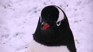 Gentoo penguin close up, Antarctica