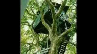 Photo Rain forest / ДОЖДЕВЫЕ ЛЕСА АМАЗОНИИ В ЮЖНОЙ АМЕРИКЕ