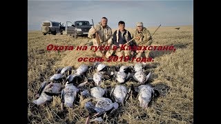 Охота на гуся в Казахстане, осень 2019 года.